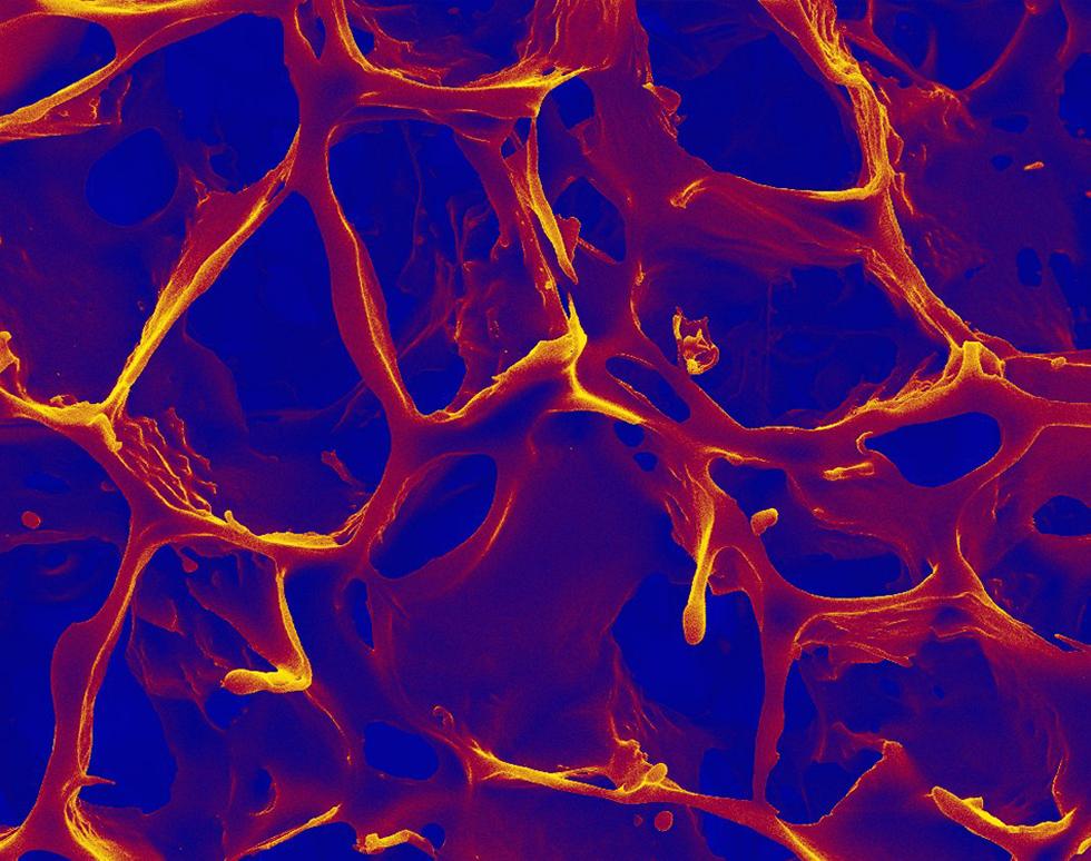 Honeycomb - Andrew Treharne